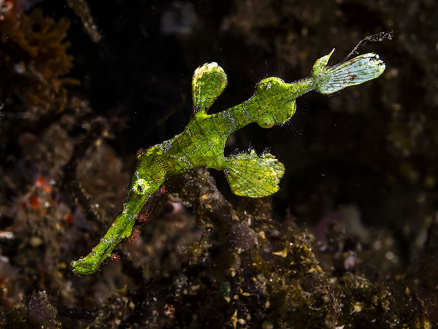 Solenostomus�halimeda